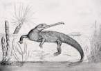Mystriosuchus sm01.jpg