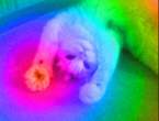 image.gif