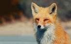 fox-wallpapers-1.jpg