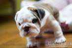 02 IMG_7505 manja.jpg