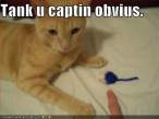 obvious cat.gif