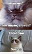 i-like-you-grumpy-cat.gif