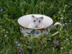 ten-ridiculously-adorable-animals-in-cups-5.jpg