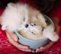 ten-ridiculously-adorable-animals-in-cups-7.jpg