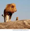 Father-Lion-and-son-resizecrop--.jpg