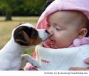 Puppy-licks-a-baby-resizecrop--.jpg